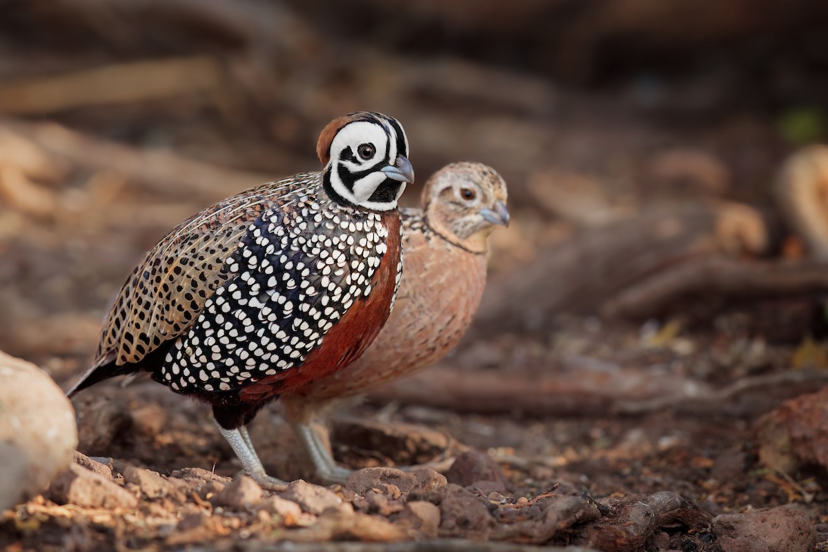 Montezuma Quail - ML636174225