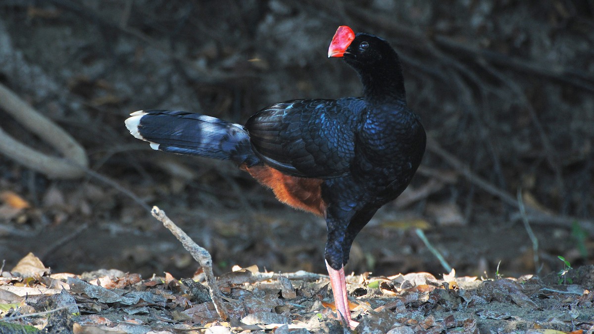 Razor-billed Curassow - ML636174259