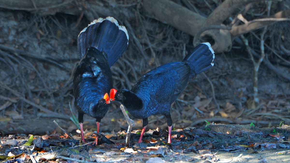 Razor-billed Curassow - ML636174260