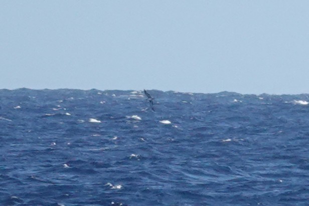 Wedge-tailed Shearwater - ML636174371