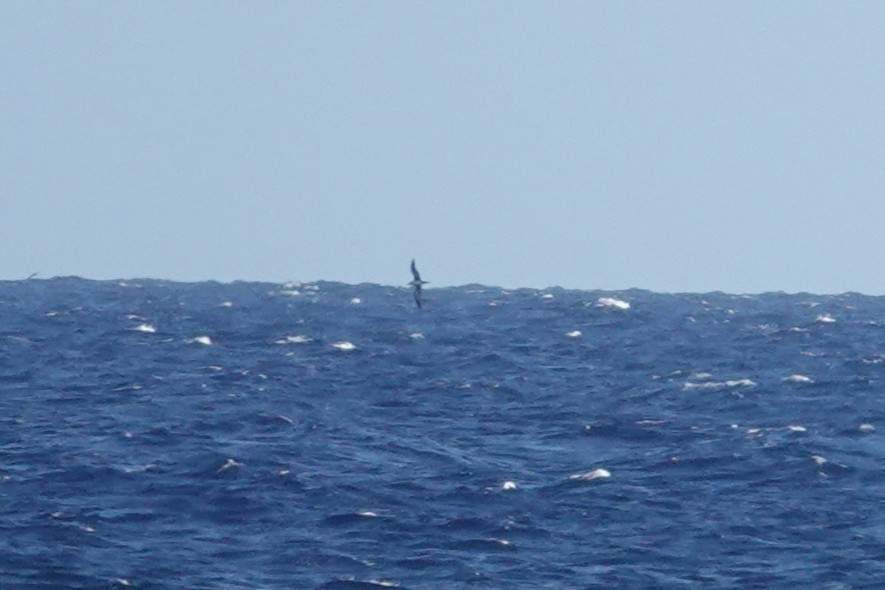 Wedge-tailed Shearwater - ML636174377