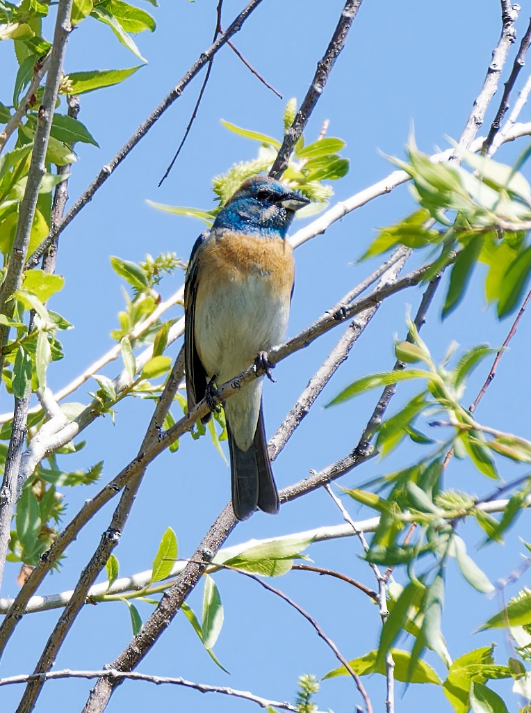 Lazuli Bunting - ML636174378