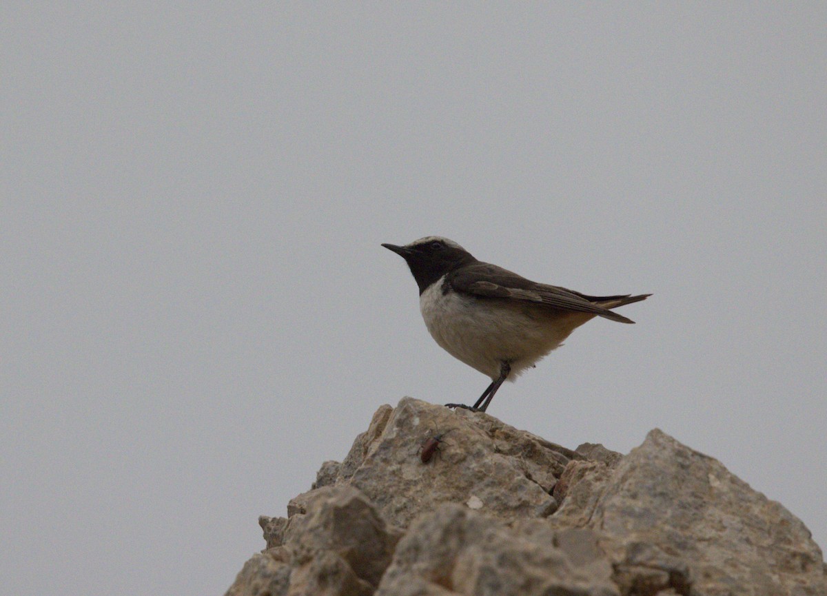 Kurdish Wheatear - ML636174412