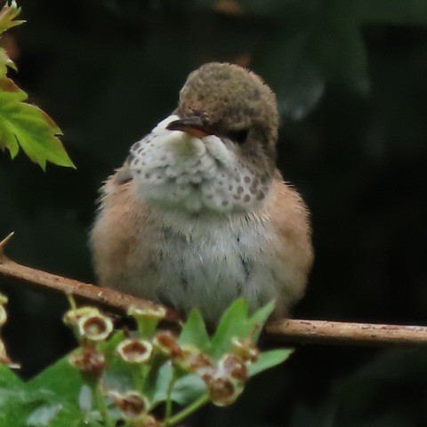 Rufous Hummingbird - ML636174416