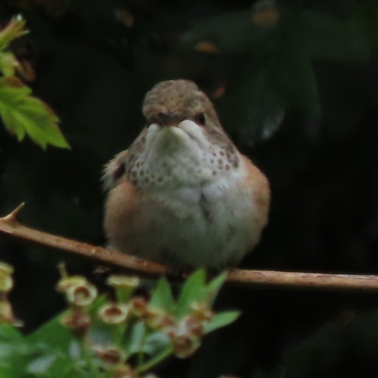 Rufous Hummingbird - ML636174417