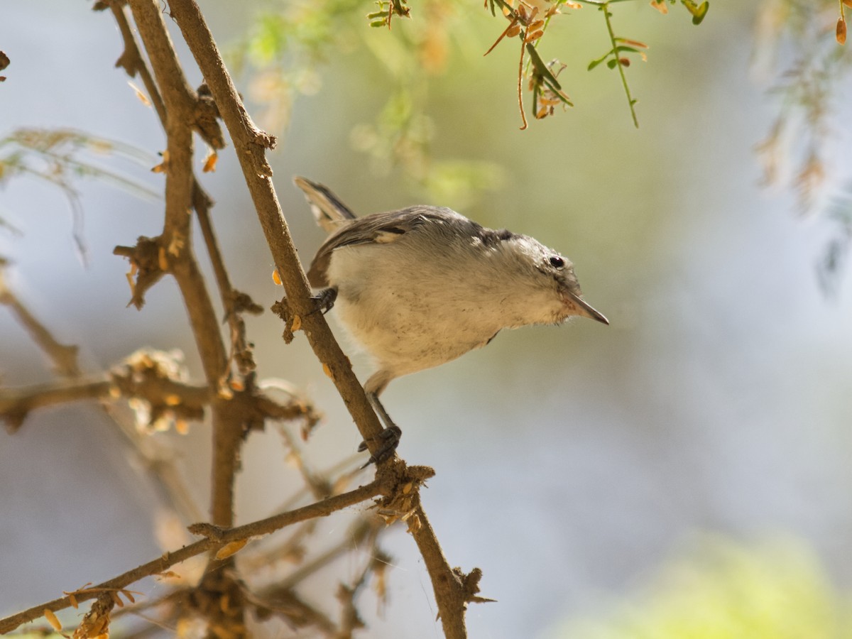 White-browed Gnatcatcher - ML636174466