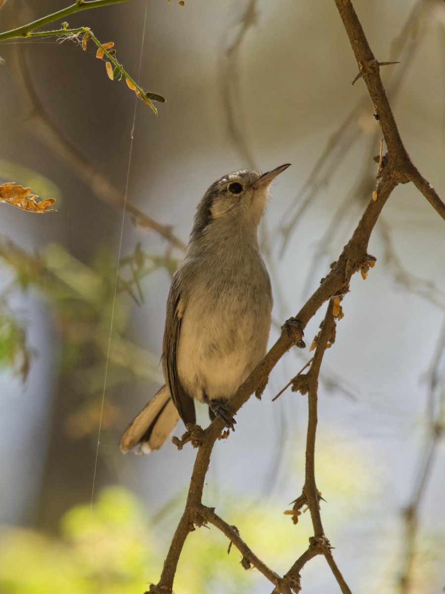White-browed Gnatcatcher - ML636174467
