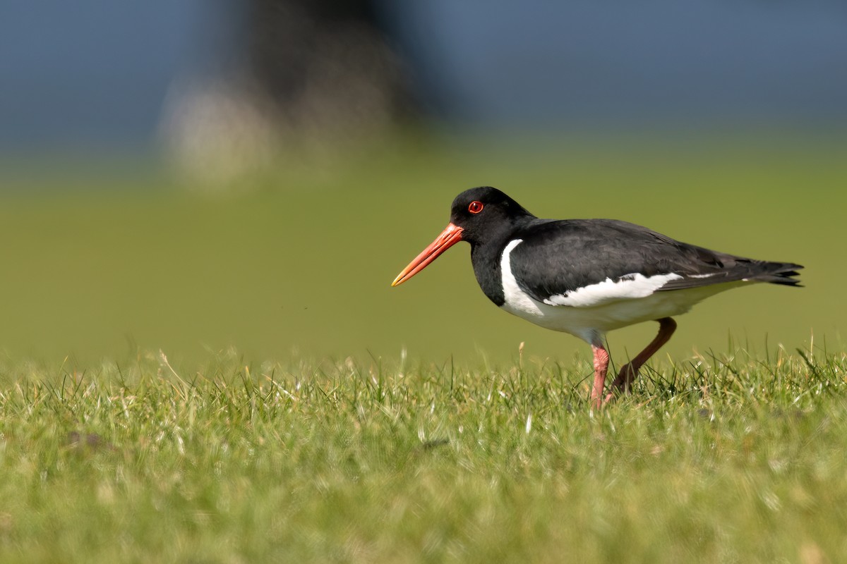 Eurasian Oystercatcher (Western) - ML636174641