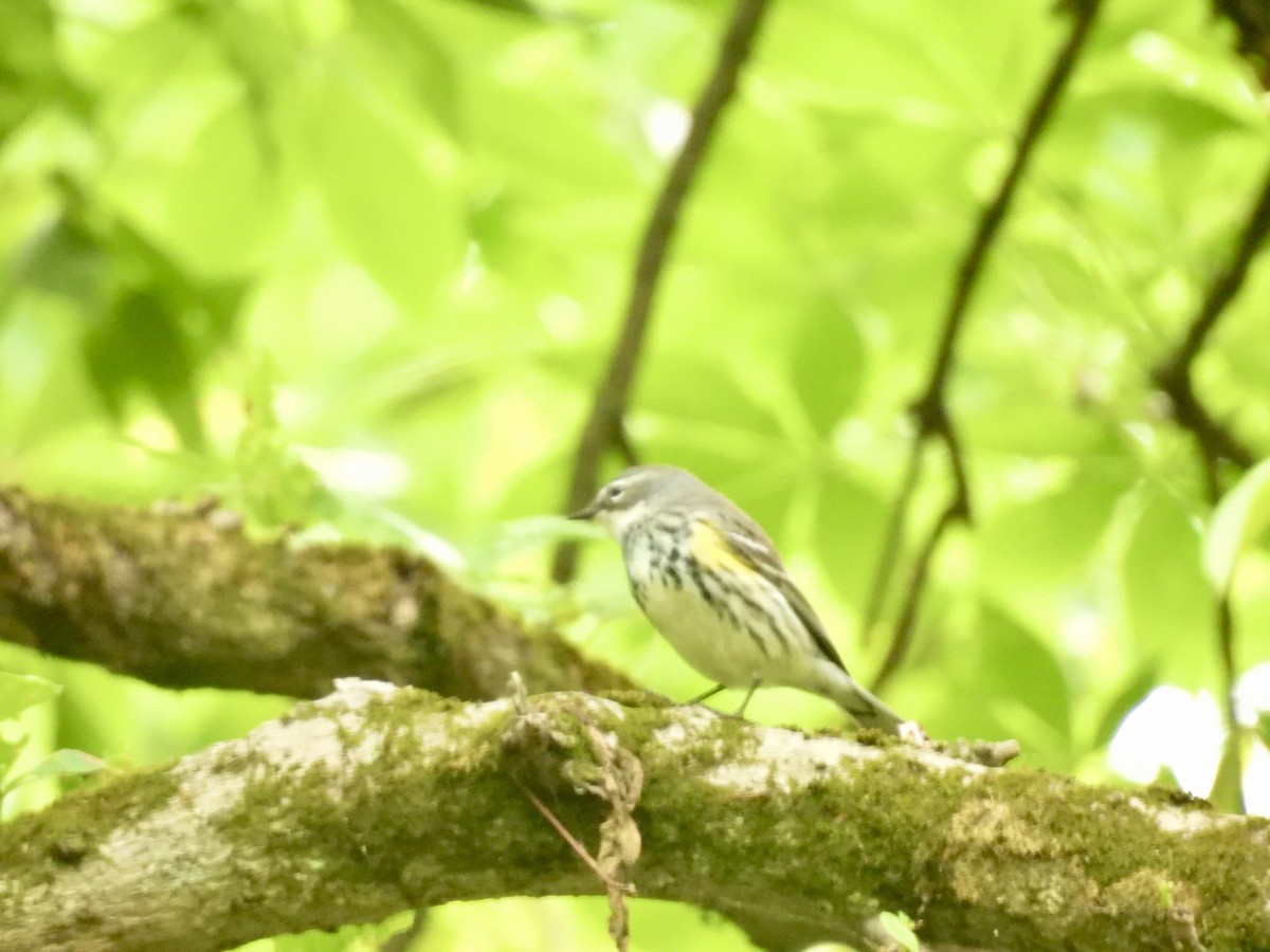 Yellow-rumped Warbler (Myrtle) - ML636174644
