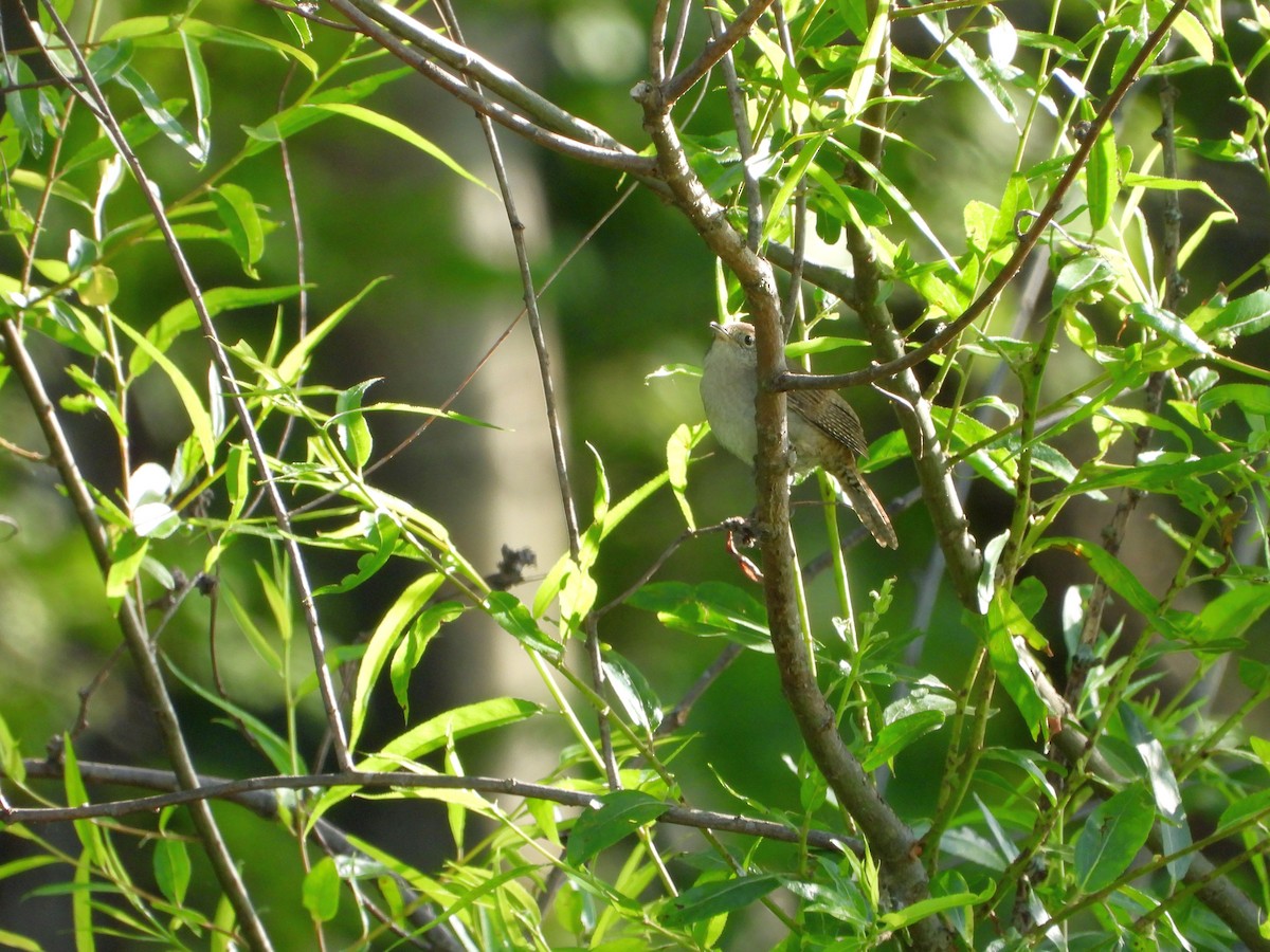 Northern House Wren - ML636174733