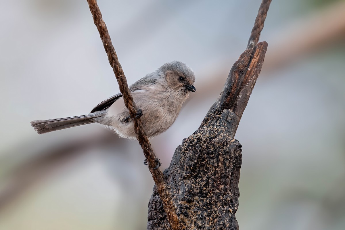 Bushtit - ML636174792