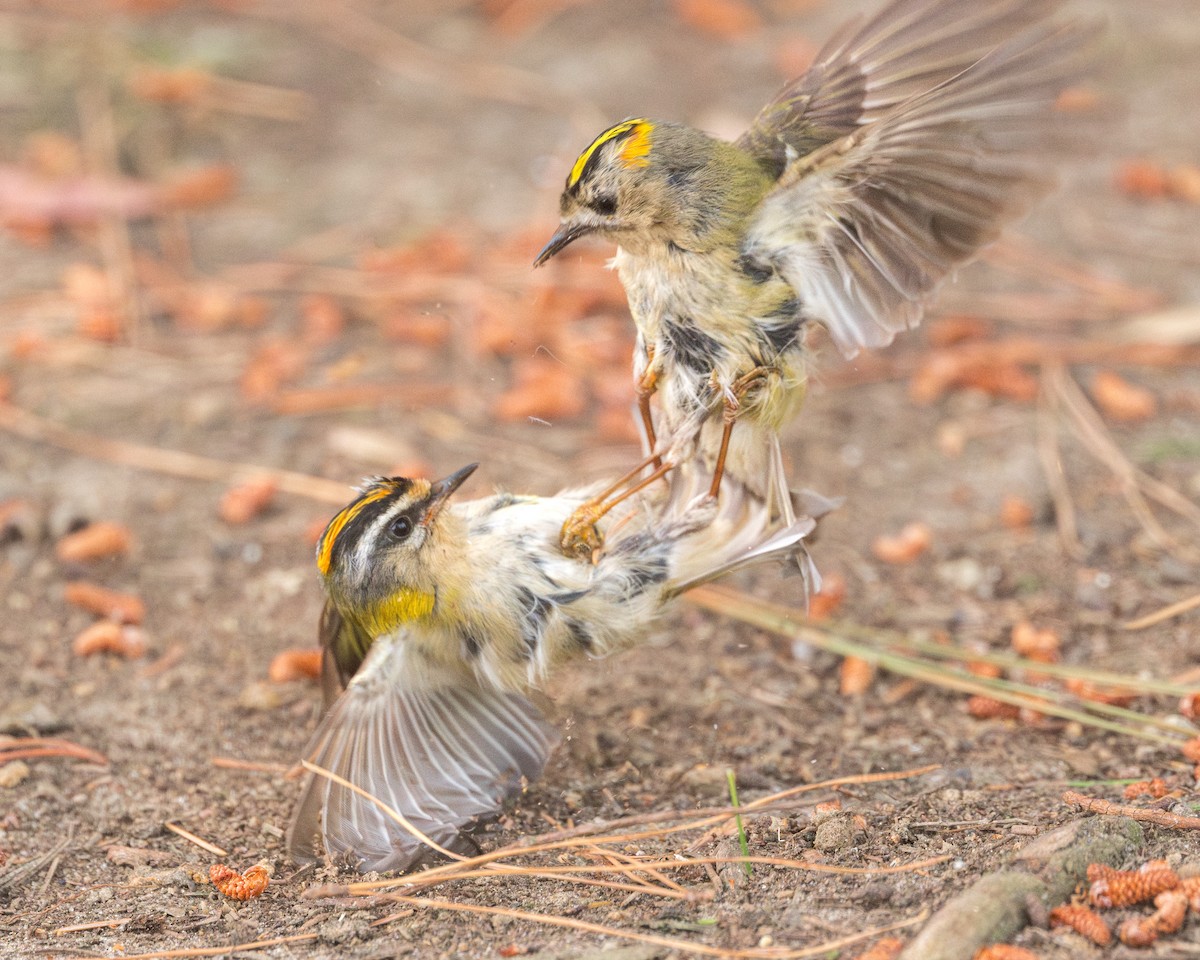Common Firecrest - ML636174817