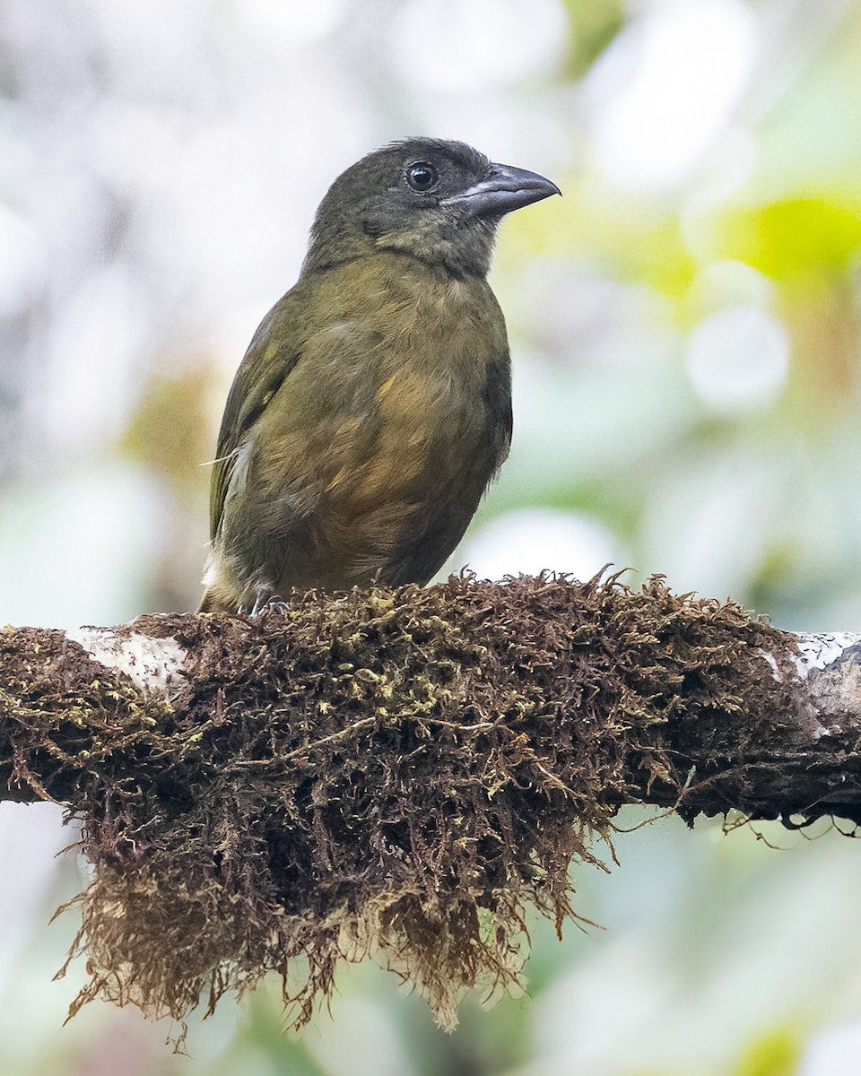 Ochre-breasted Tanager - ML636174891