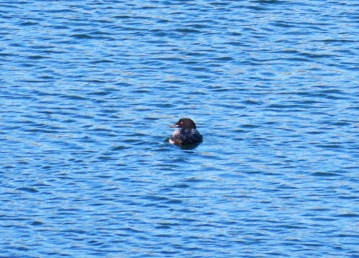 Plongeon huard - ML636174957