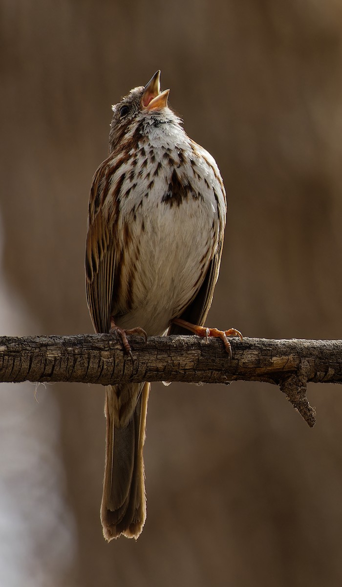 Song Sparrow - ML636174959