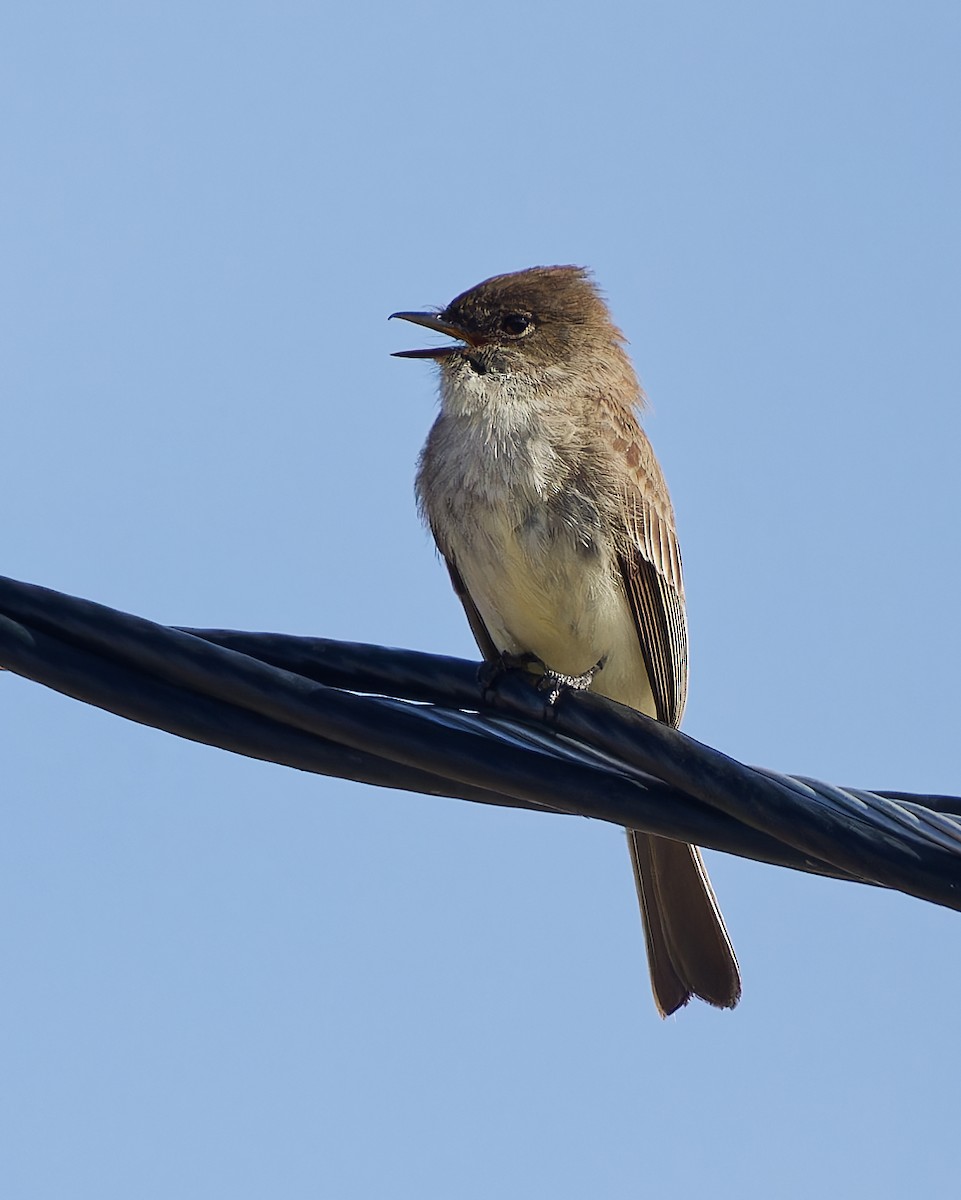 Eastern Phoebe - ML636174997