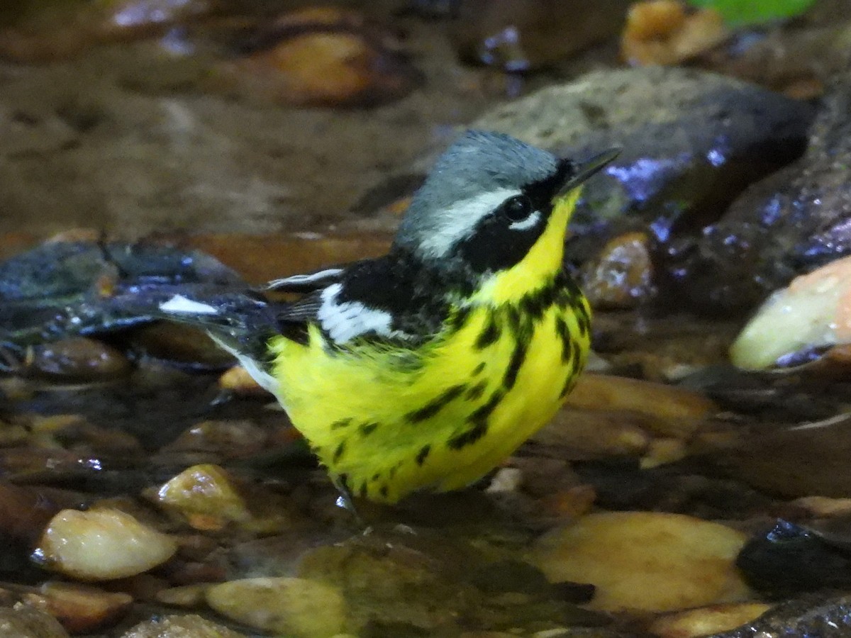 Magnolia Warbler - ML636175009
