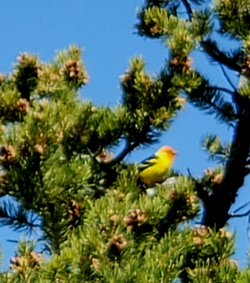 Western Tanager - ML636175031