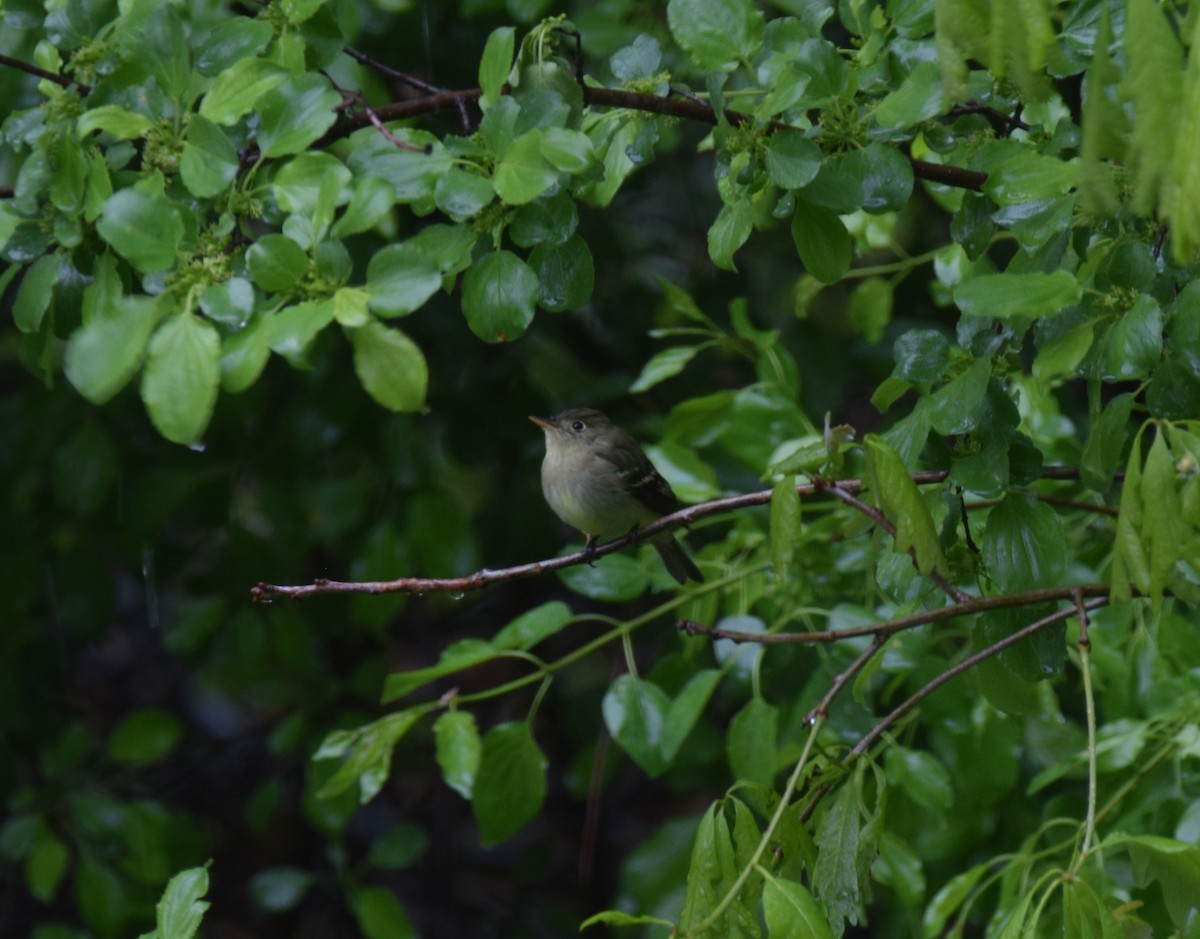 Yellow-bellied Flycatcher - ML636175033