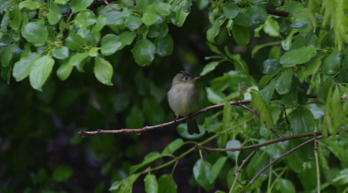 Yellow-bellied Flycatcher - ML636175034