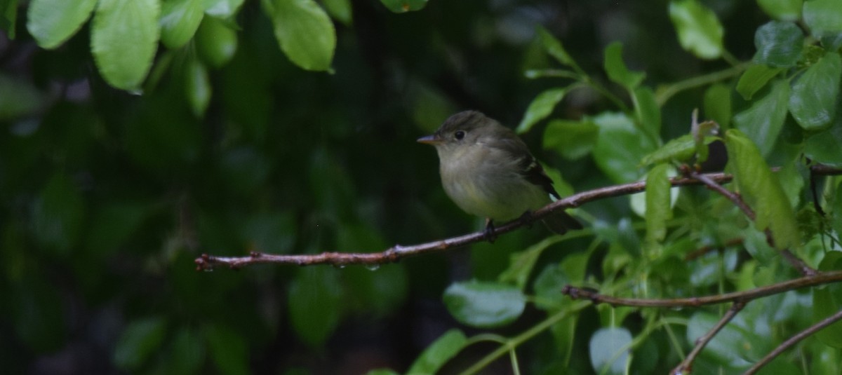 Yellow-bellied Flycatcher - ML636175035