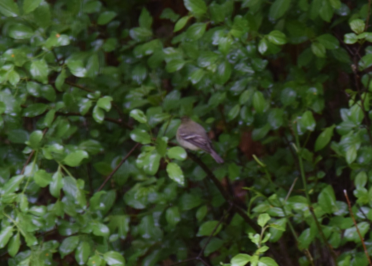 Yellow-bellied Flycatcher - ML636175036
