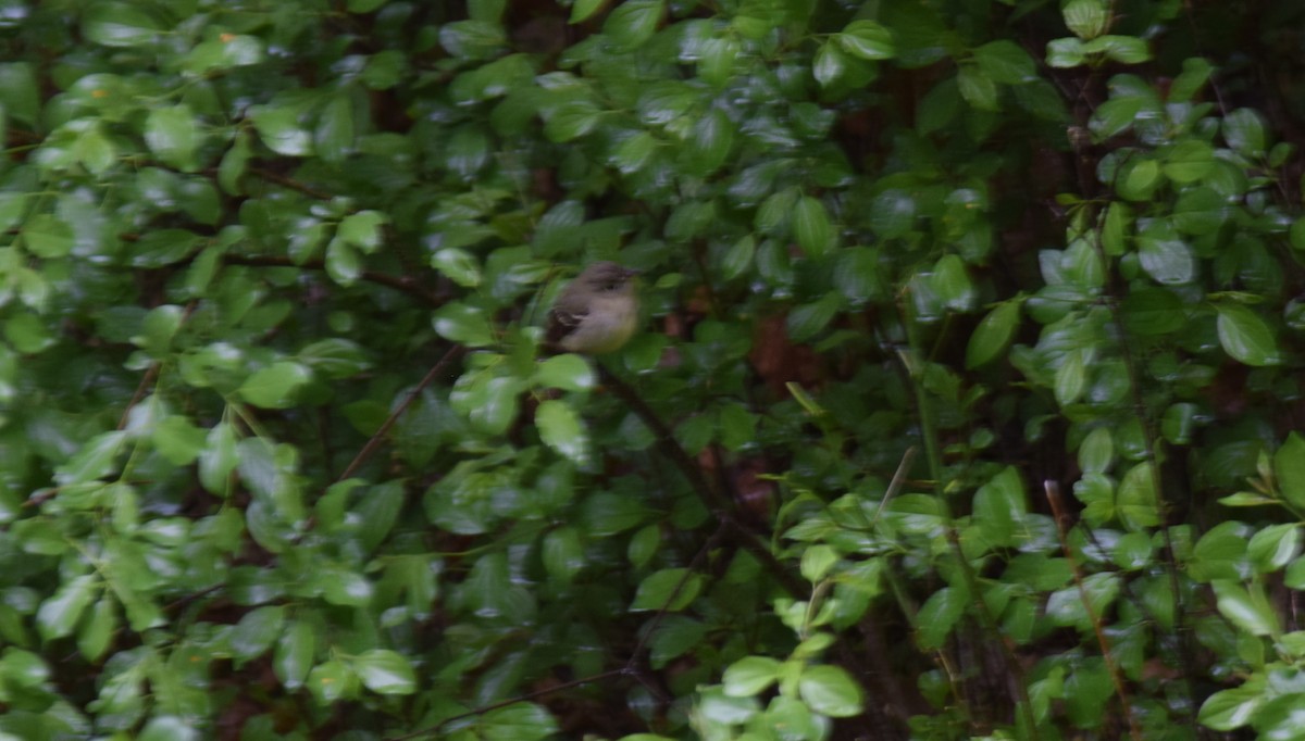 Yellow-bellied Flycatcher - ML636175037