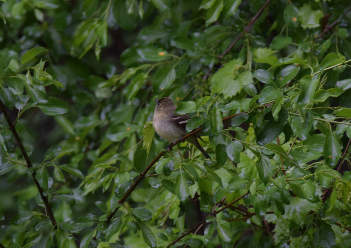Yellow-bellied Flycatcher - ML636175038