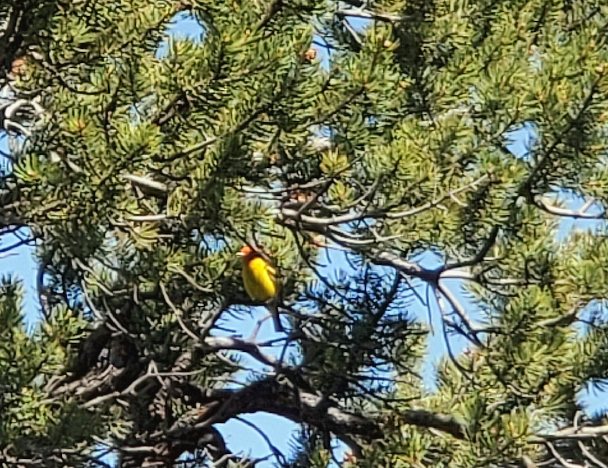 Western Tanager - ML636175051
