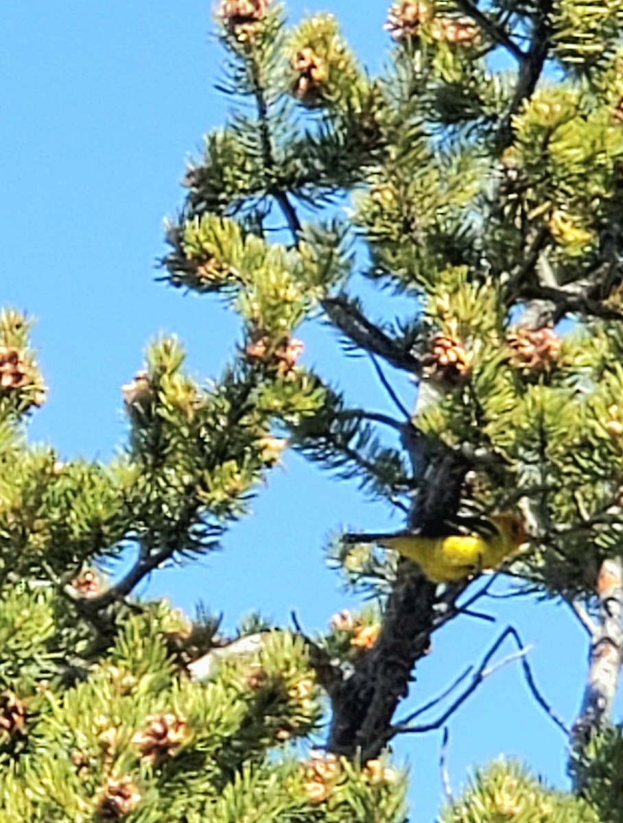 Western Tanager - ML636175054