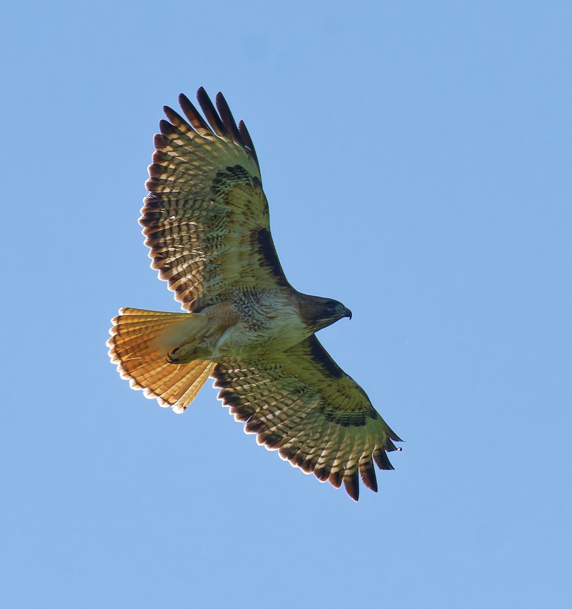 Red-tailed Hawk - ML636175312