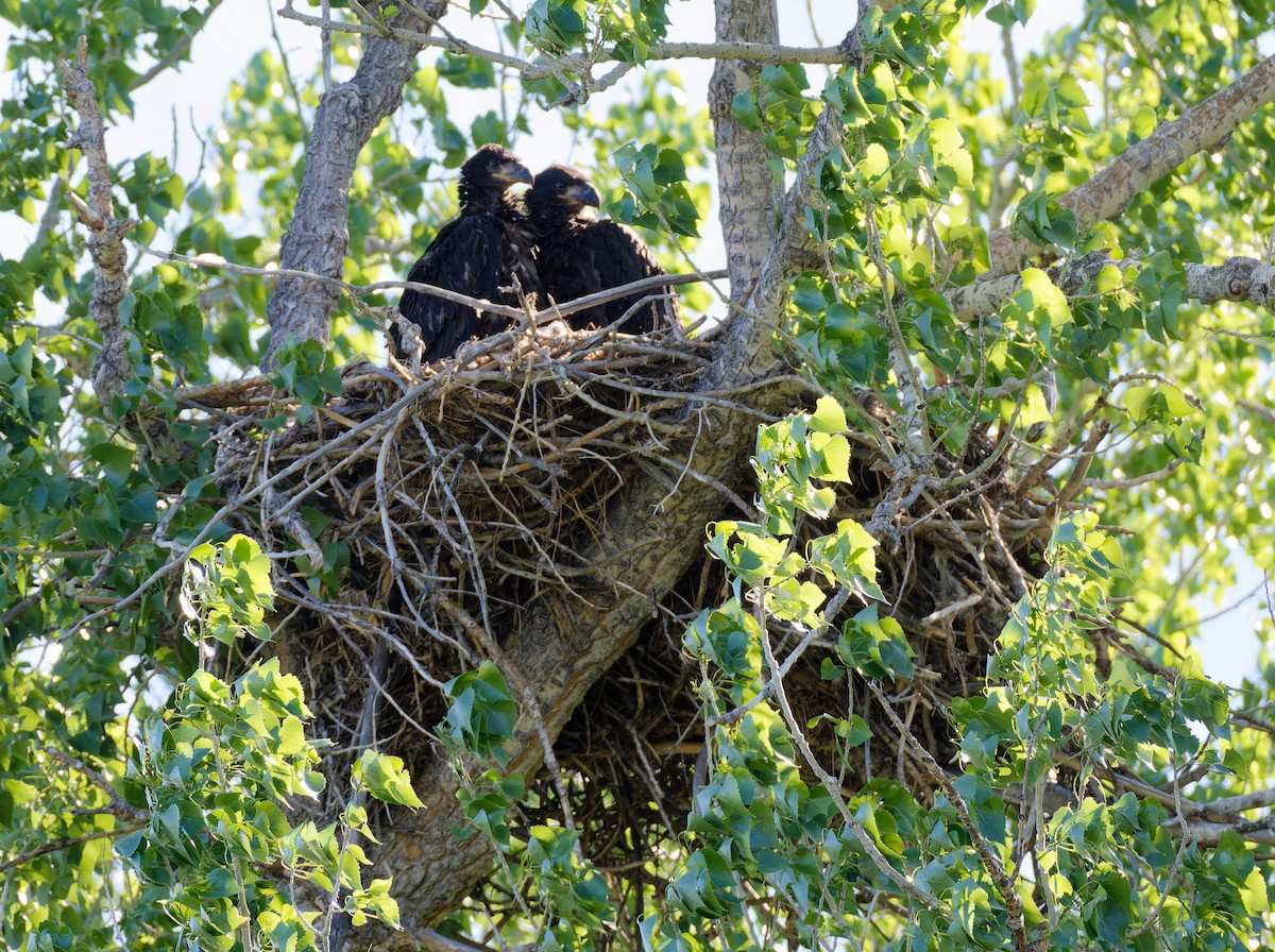 Bald Eagle - ML636175314