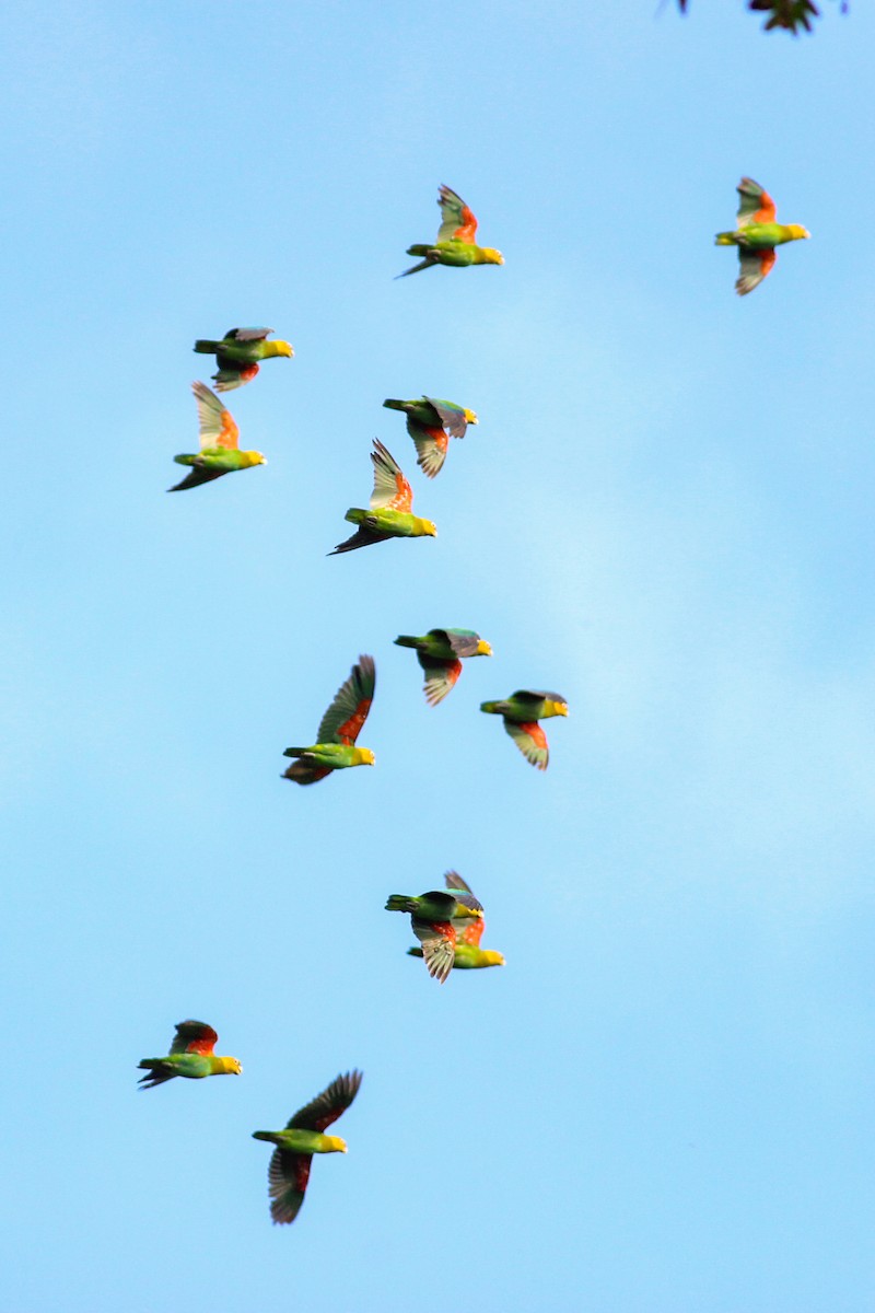Saffron-headed Parrot - ML636175344