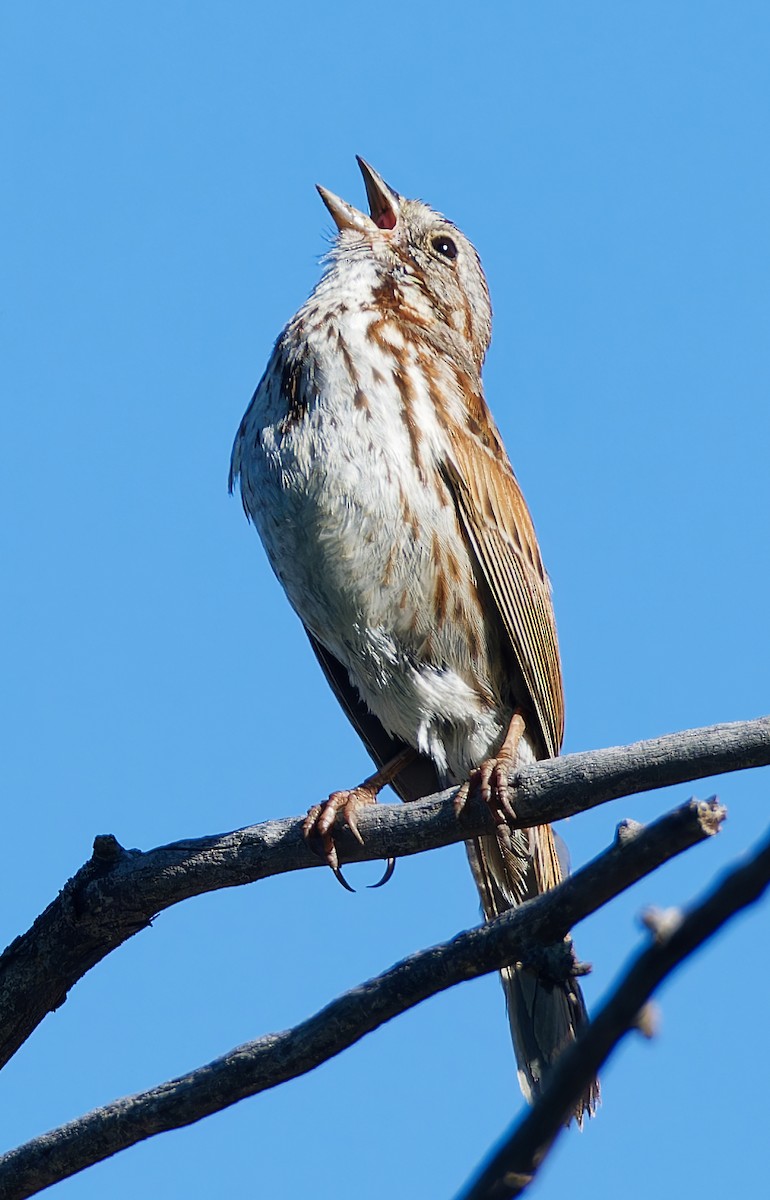 Song Sparrow - ML636175358
