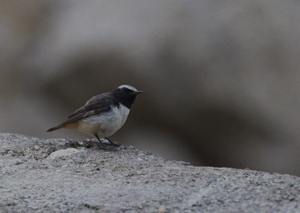 Kurdish Wheatear - ML636175366
