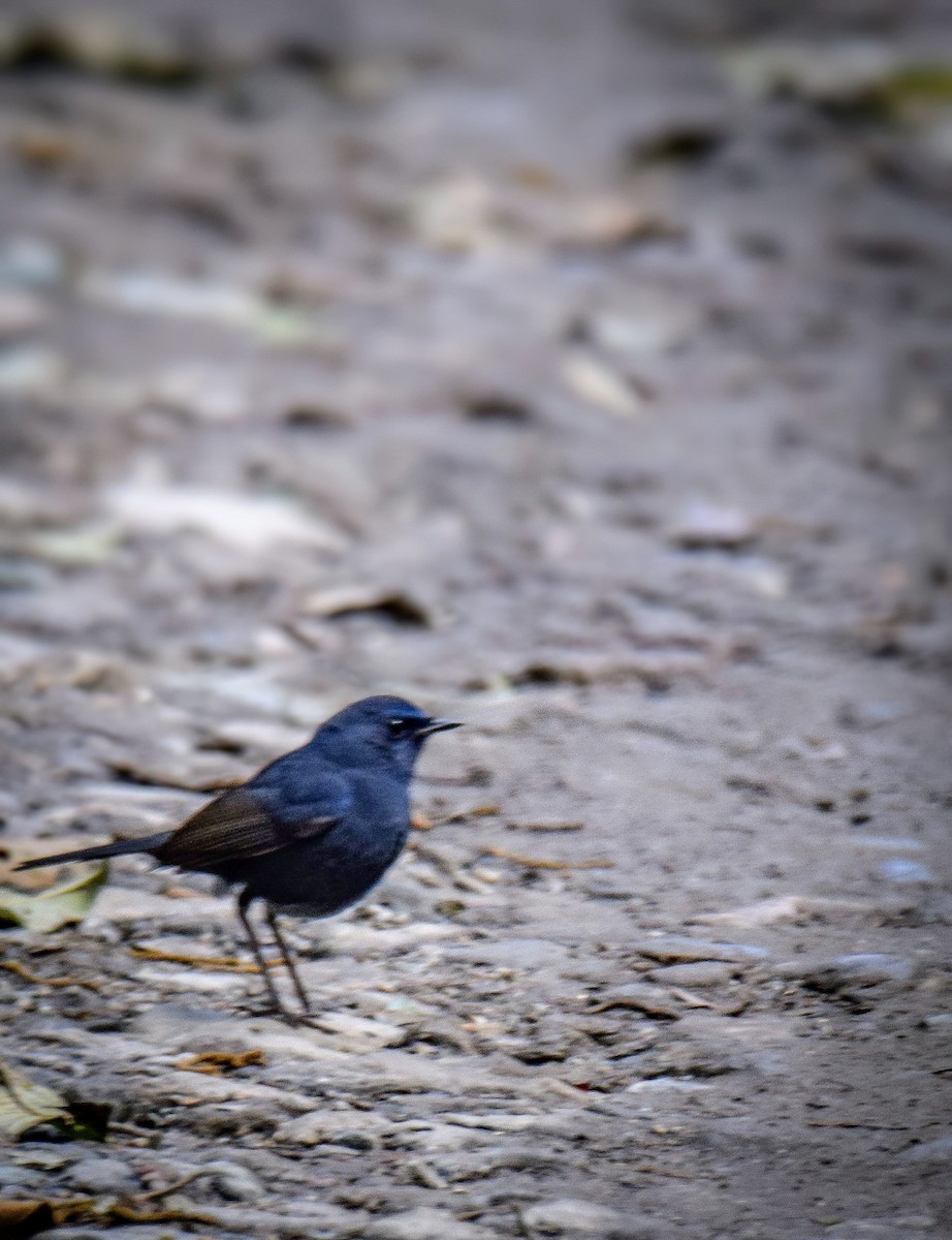 Blue-fronted Robin - ML636175443