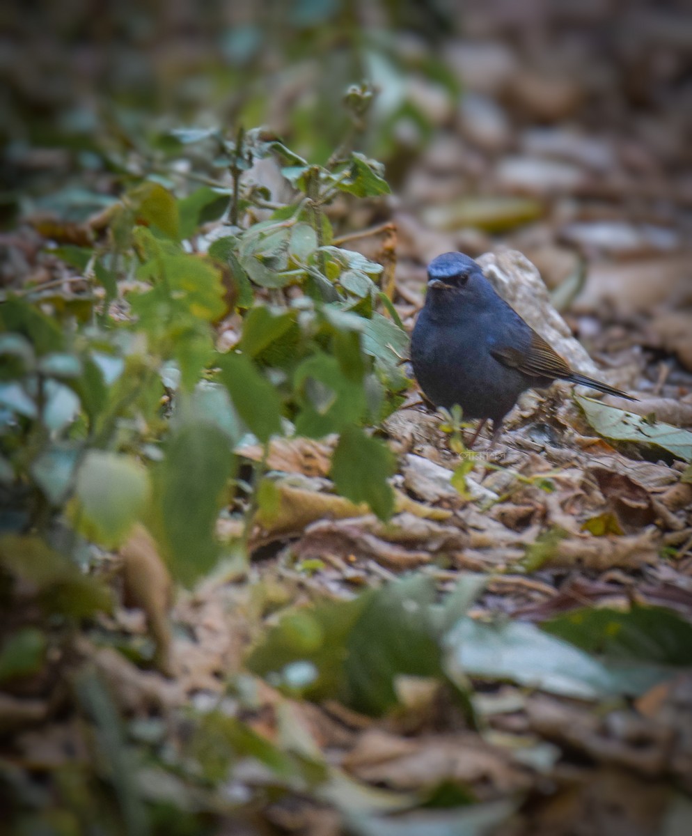 Blue-fronted Robin - ML636175444