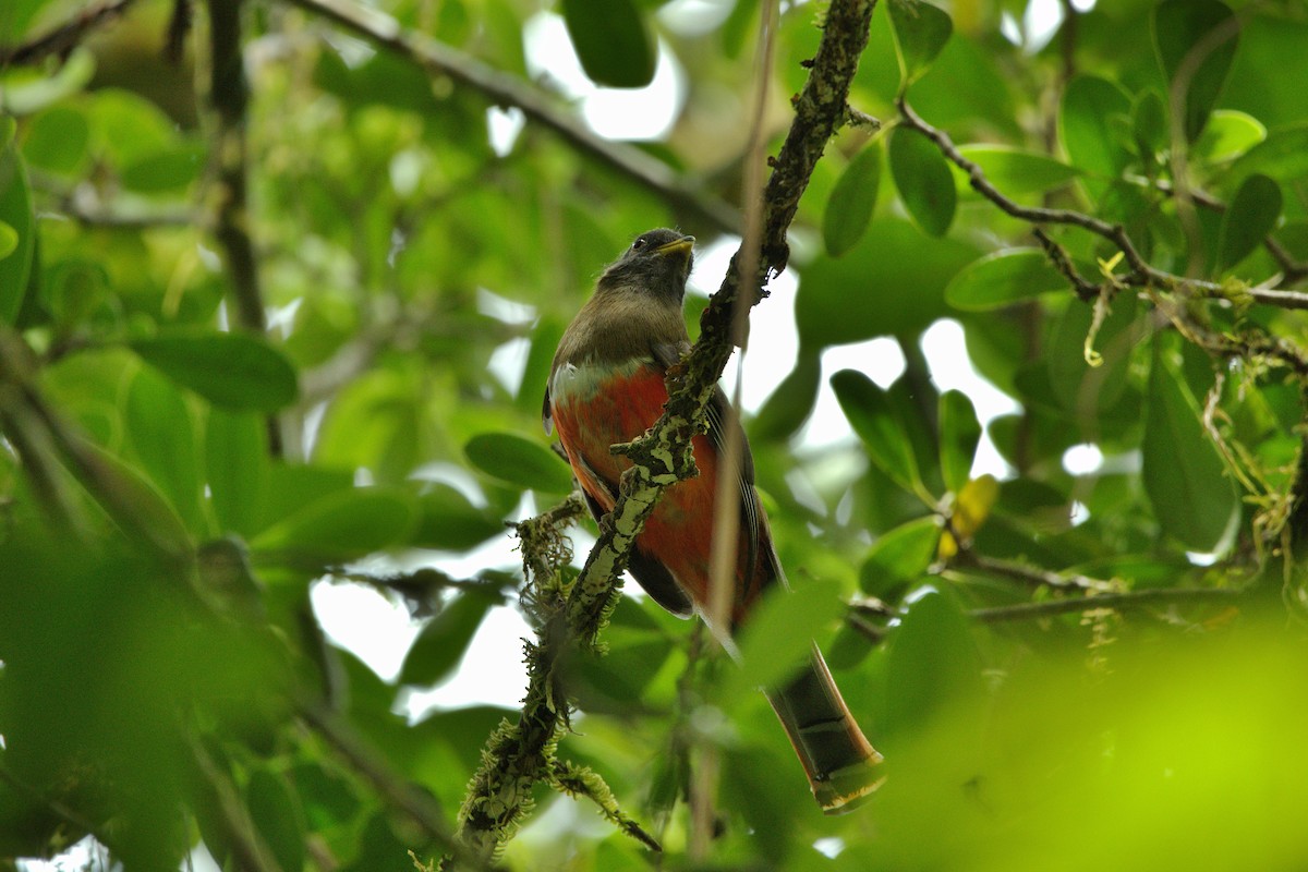 Collared Trogon - ML636175511