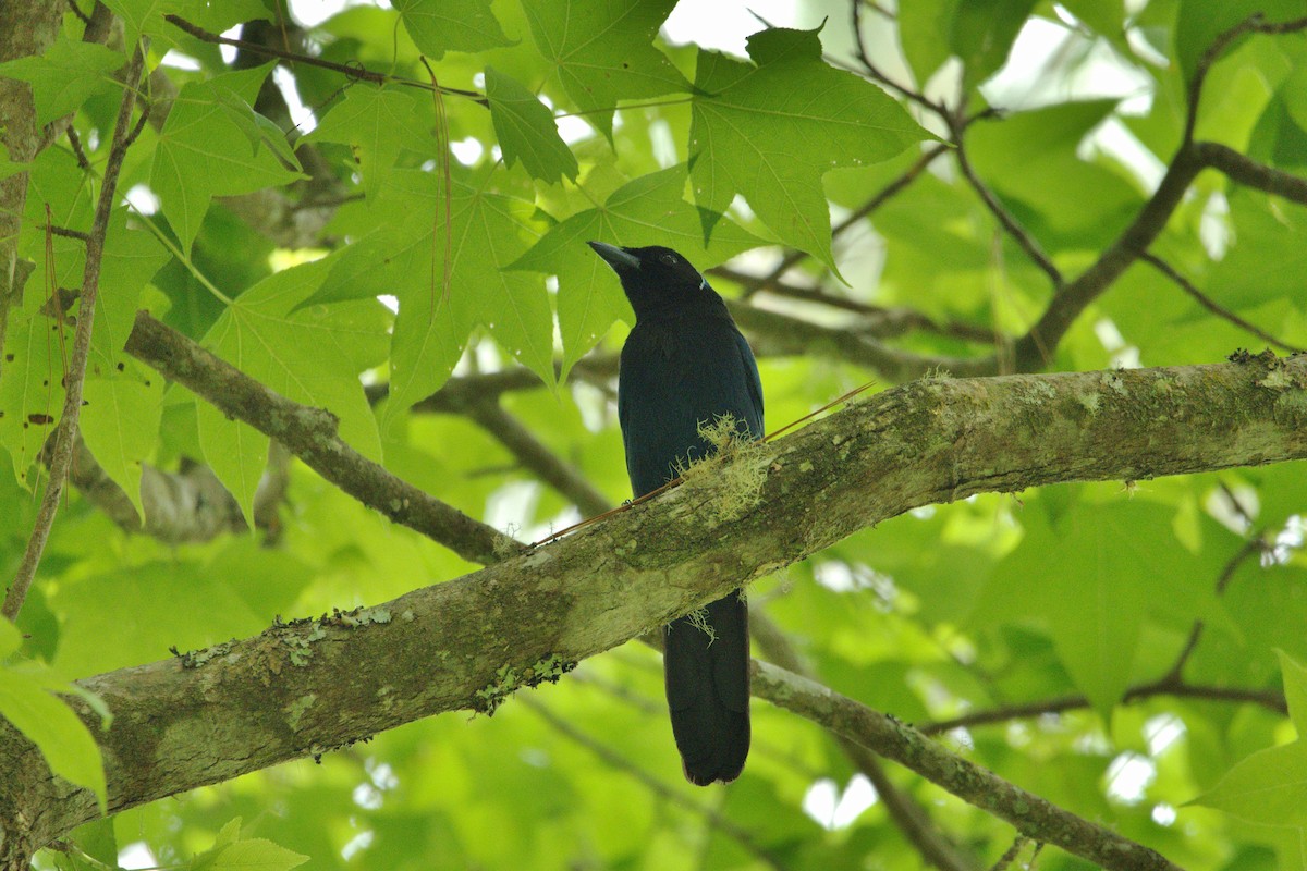 Azure-hooded Jay - ML636175523