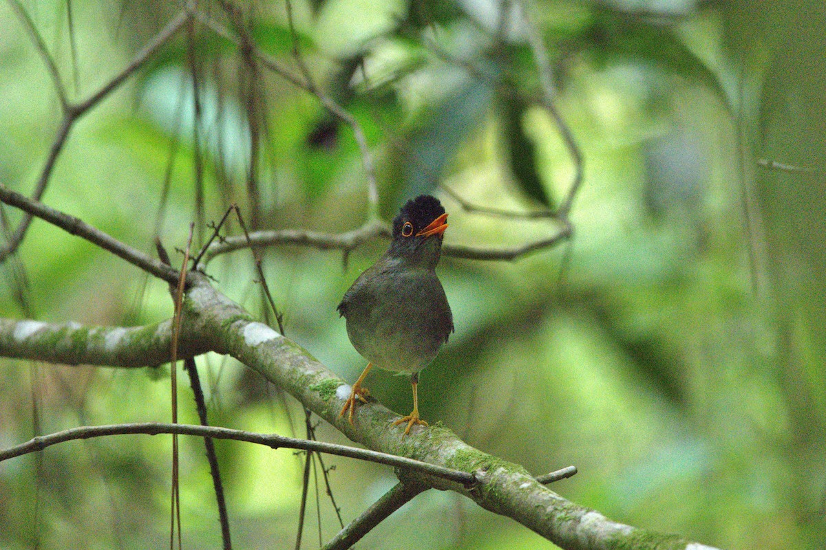 Black-headed Nightingale-Thrush - ML636175532