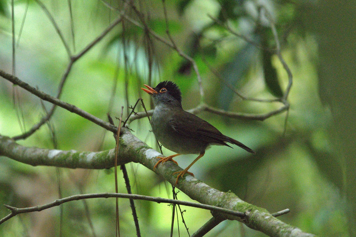 Black-headed Nightingale-Thrush - ML636175535