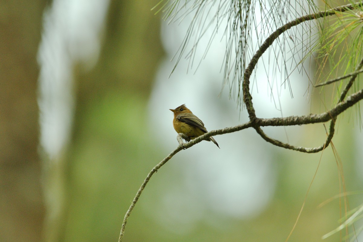 Tufted Flycatcher - ML636175552