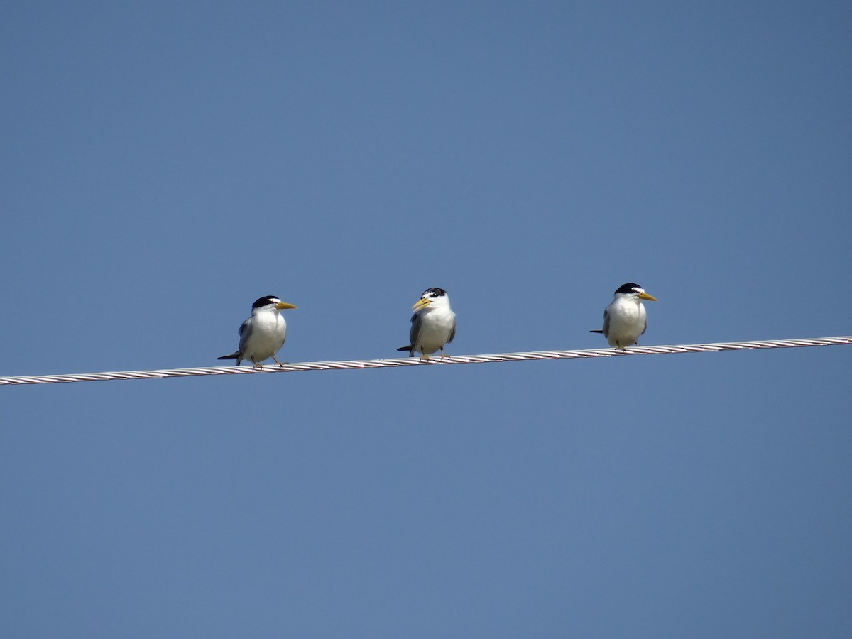 Yellow-billed Tern - ML636175590