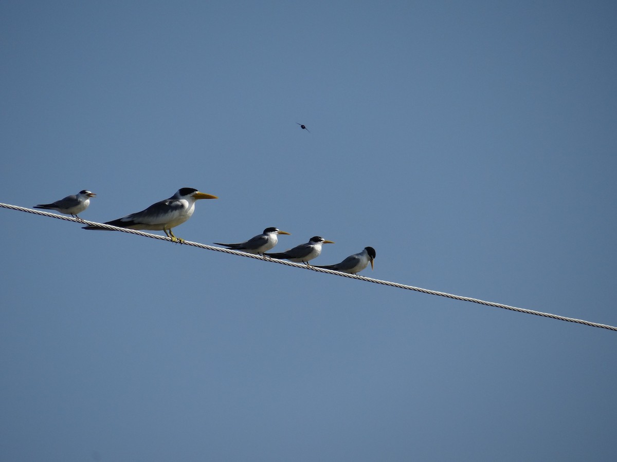 Yellow-billed Tern - ML636175592
