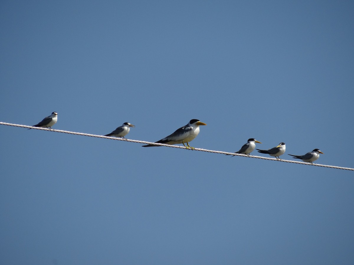 Yellow-billed Tern - ML636175593
