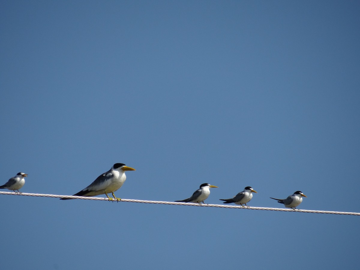 Yellow-billed Tern - ML636175594