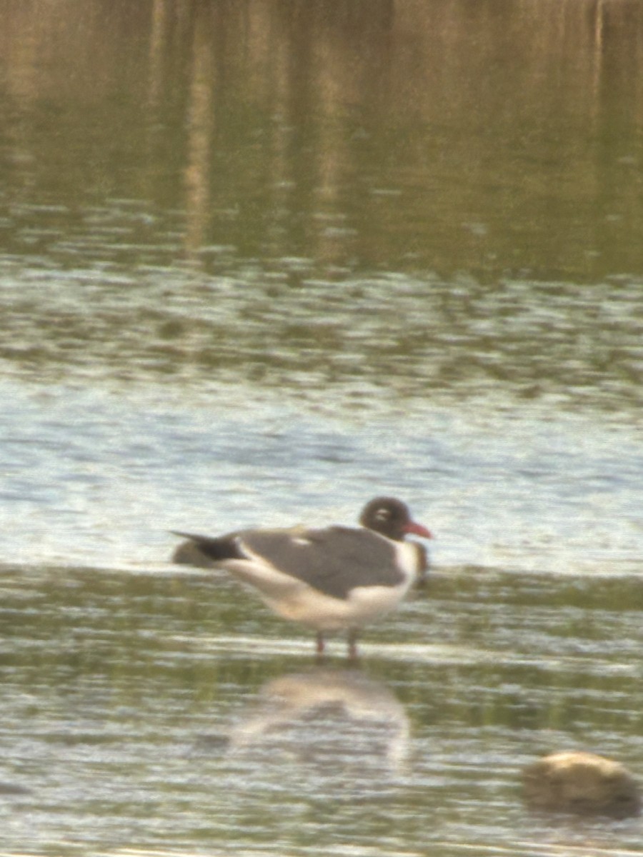 Laughing Gull - ML636175667