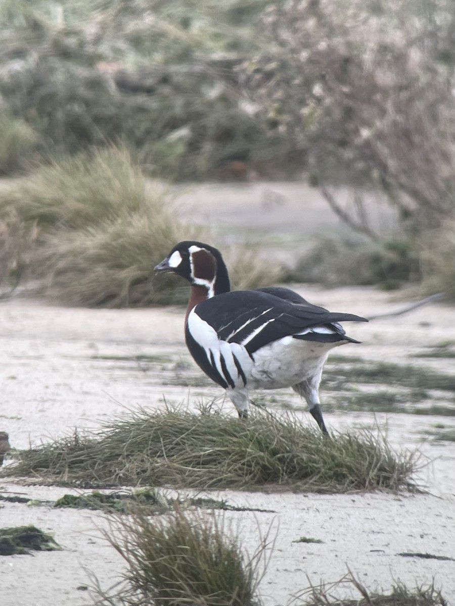 Red-breasted Goose - ML636175685