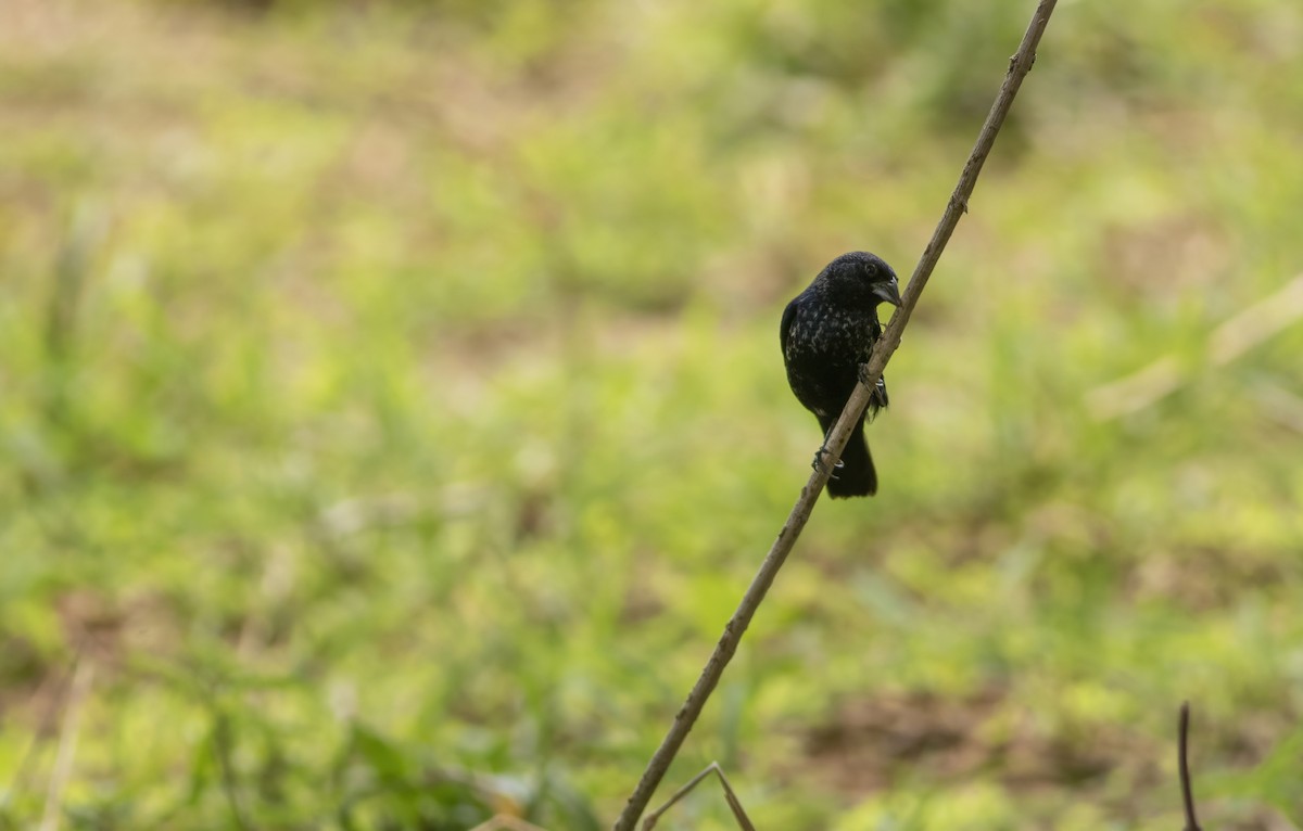 Blue-black Grassquit - ML636175695