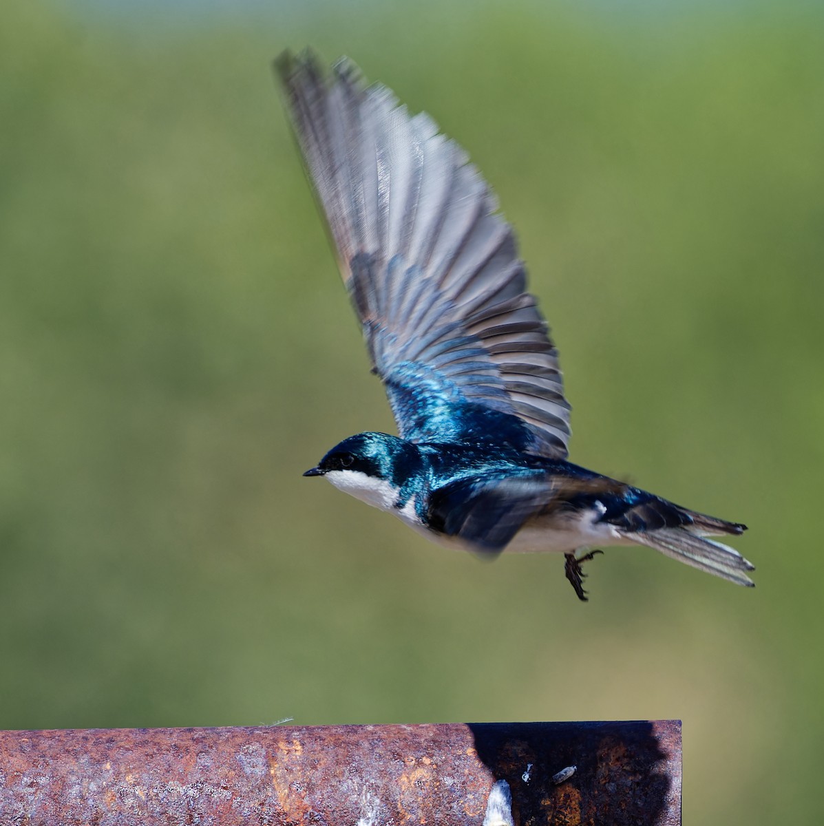 Tree Swallow - ML636175725